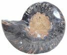 Split Black/Orange Ammonite (Half) - Unusual Coloration #55637-1